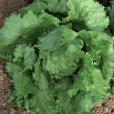 Eisbergsalat 'Calmar'