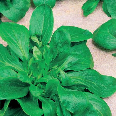 Feldsalat / Mache sallat 'Vert de Cambrai'