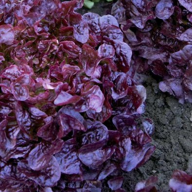 Pflücksalat 'Red salad bowl'