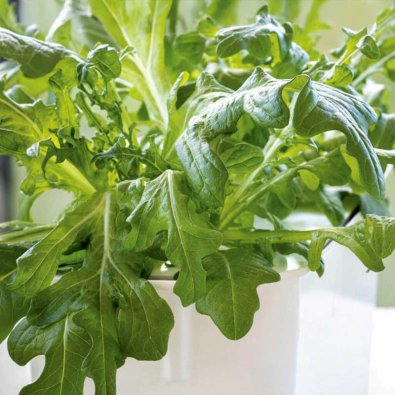 Pflücksalat 'Cerbiatta' - Harvy