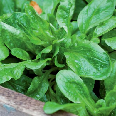 Feldsalat weiß Organic