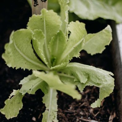 Bindsallat / Romersk sallat 'Globus'