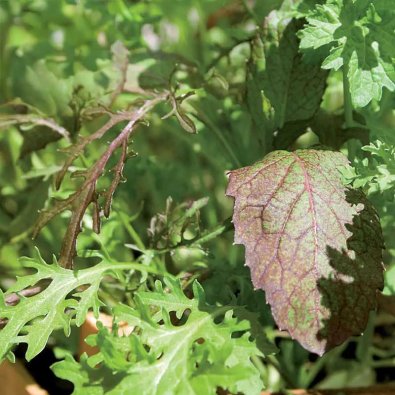 Gartenbedarf (Sareptasenap "Agano", "Bloody Mary", "Frizzy Joe")