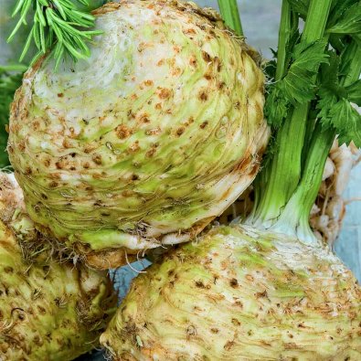 Knollensellerie 'Mars'