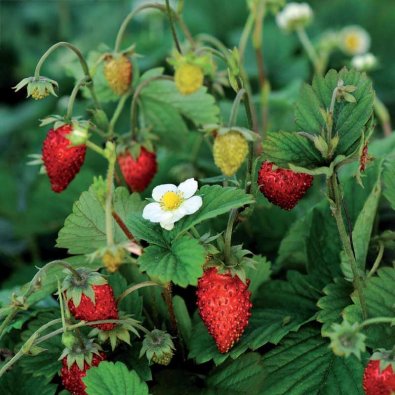 Monatserdbeere 'Rügen'