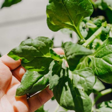 Neuseeländerspinat 'Neuseelaender'