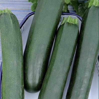 Zucchini / Sommersquash 'Black Beauty'