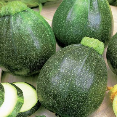 Zucchini / Sommersquash 'Eight Ball' F1