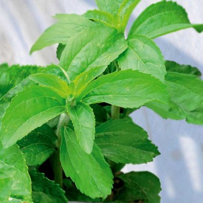 Süßkraut / Stevia