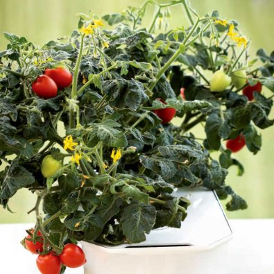 Cherrytomate 'Twiggy Red' F1 - Harvy