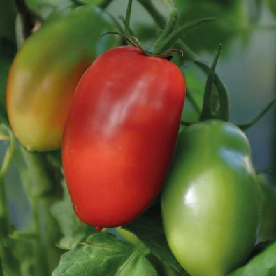 Buschtomate 'Ranger' F1