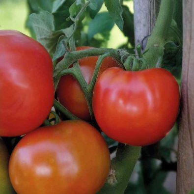 Buschtomate 'Galadiant' F1