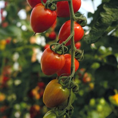 Tomate 'Lovertino' F1