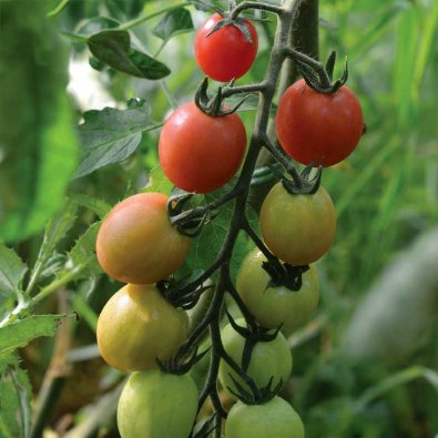 Hohe Tomate 'Sunpeach' F1