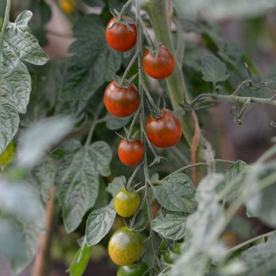 Cherrytomate 'Bronzy'