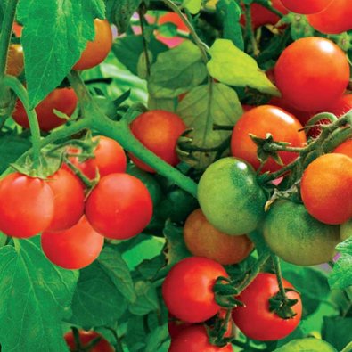 Cherrytomate 'Tiny Tim'