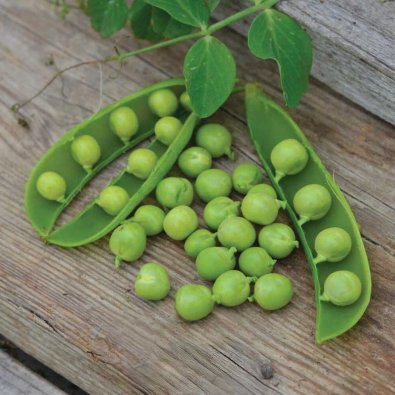 Markerbse 'Kelwedon Wonder' Bio