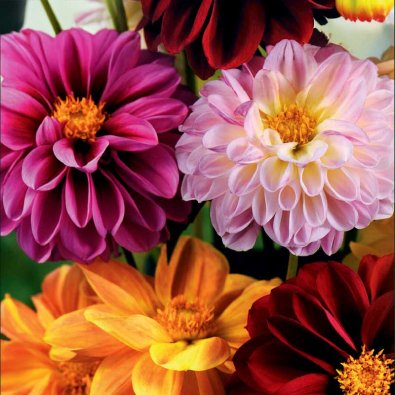 Sommer-Dahlie 'Redskin'