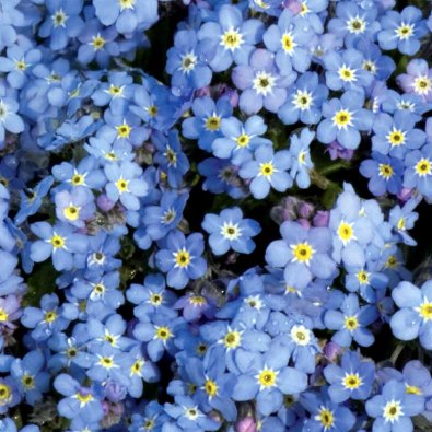 Wald-Vergissmeinnicht 'Blue Ball'