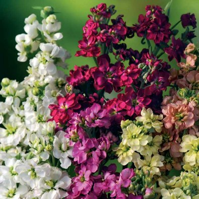 Sommerlevkoje 'Ten Week'