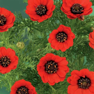 Sommer-Adonisröschen