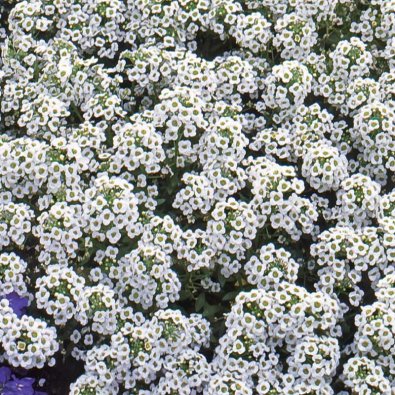 Strand-Silberkraut 'Carpet of Snow'