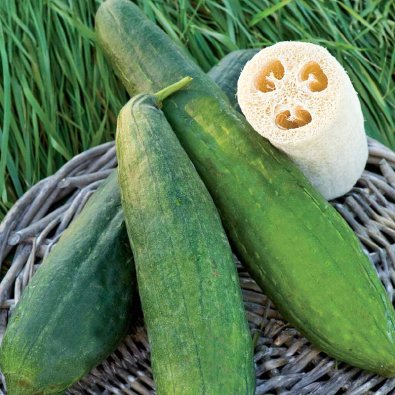 Mexikanische Minigurke