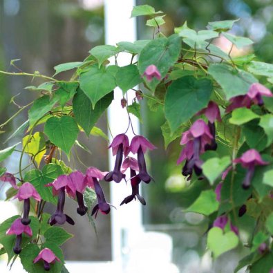 Schwarzäugige Susanne