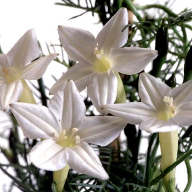 Gefiederte Prunkwinde 'White Feather'