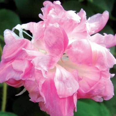 Prunkwinde 'Split Second'