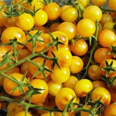 Tomate 'Amethyst Cream Cherry'