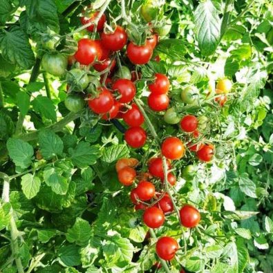 Tomate 'Humboldtii'