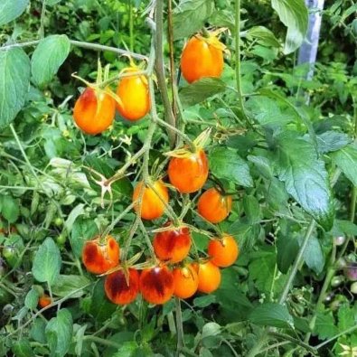 Tomate 'Indigo Kumquat'