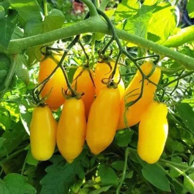 Tomate 'Tegucigalpa Yellow'