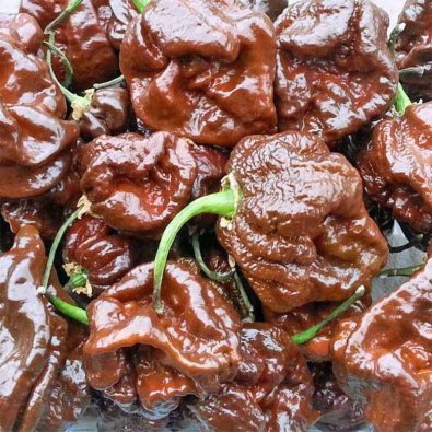 Chili 'Trinidad Scorpion Moruga Chocolate'
