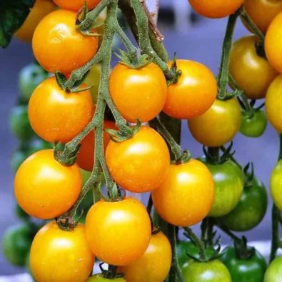Tomate 'Golden crown'