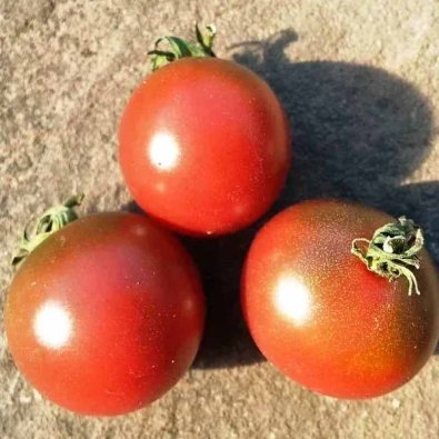 Tomate 'Rosella'