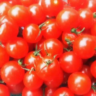 Tomate 'Mexican Honey'