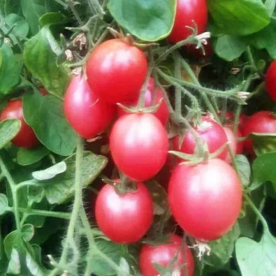 Tomate 'Whippersnapper'