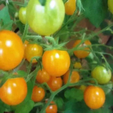 Tomate 'Blondköpfchen'
