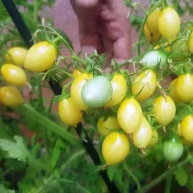 Tomate 'Barry's Crazy Cherry'