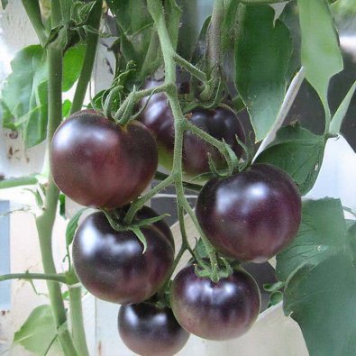 Tomate 'Black Cherry'