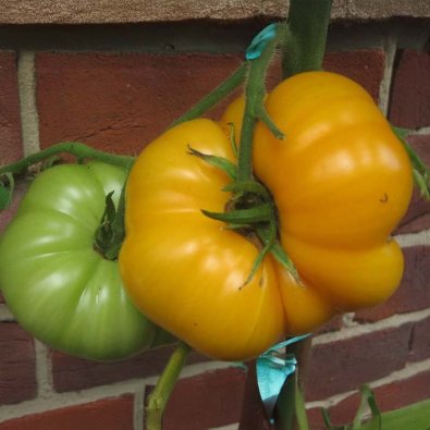 Tomate 'Brandywine Yellow'