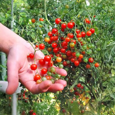 Tomate 'Currant Sweet Pea'