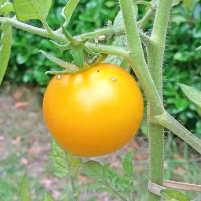Tomate 'Golden Sunburst'