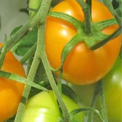 Tomate 'Golden Jubilee'