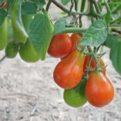 Tomate 'Red Pear Cherry Bell'