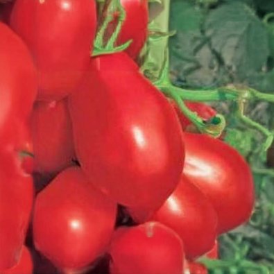 Tomate 'Rio Grande'