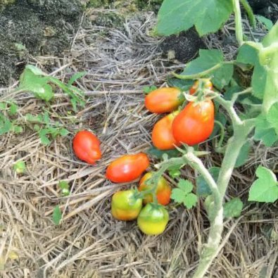 Tomate 'Roma Excellent'
