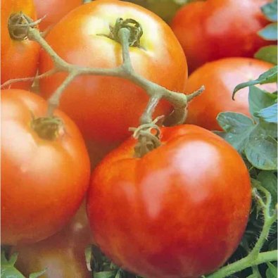 Tomate 'Ailsa Craig'